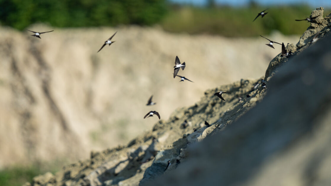 Uferschwalbe (Riparia riparia) &ndash; Helsighausen