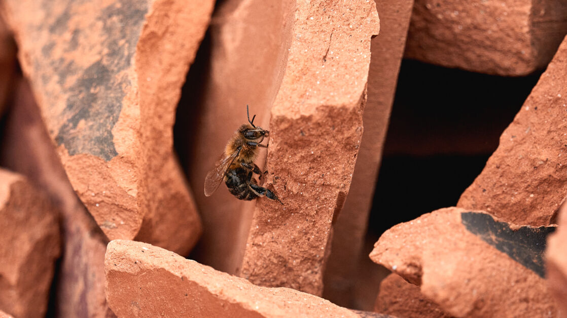 Bienen Laufen
