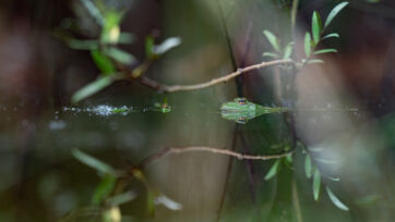 Wasserfrosch (Pelophylax sp) &ndash; Helsighausen