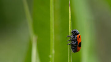 Ameisensackk&auml;fer (Clytra laeviuscula) &ndash; Helsighausen