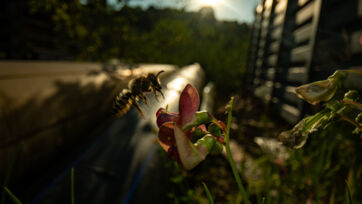 Blattschneiderbiene (Megachile sp.) - Altegg