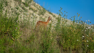 Reh (Capreolus capreolus) &ndash; Altegg