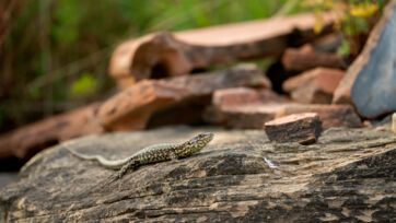 Mauereidechse (Podarcis muralis) &ndash; Saal