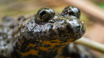 Gelbbauchunke (Bombina variegata) &ndash; Altegg