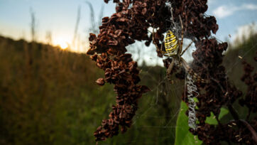 Wespenspinne (Argiope burennichi) &ndash; Altegg
