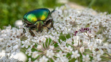 Goldgl&auml;nzende Rosenk&auml;fer (Cetonia aurata) - Saal