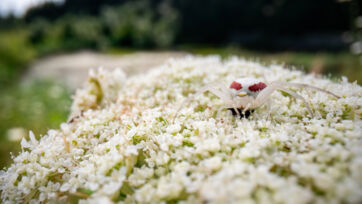 Ver&auml;nderliche Krabbenspinne (Misumena vatia) &ndash; Helsighausen