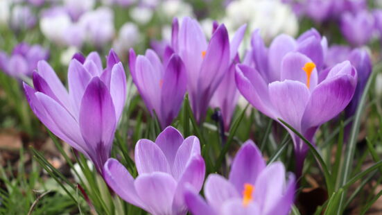 Krokus bl&uuml;hend
