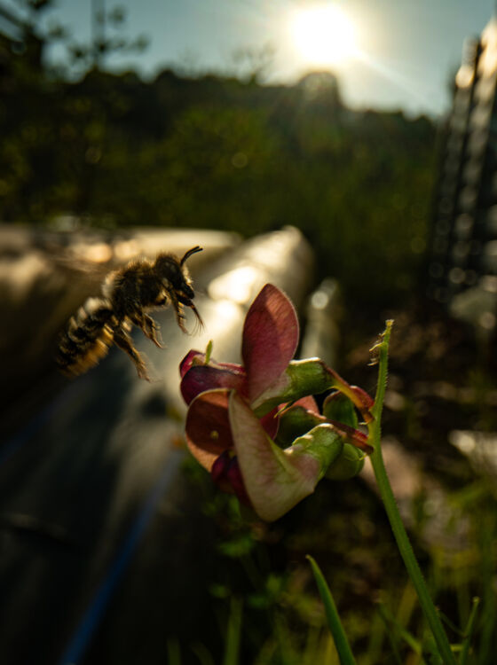 Blattschneiderbiene (Megachile sp.) - Altegg
