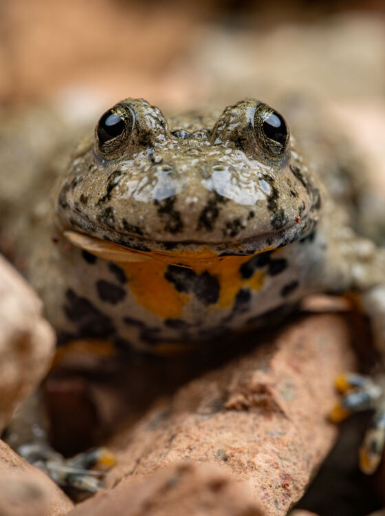 Gelbbauchunke (Bombina variegata) &ndash; Altegg