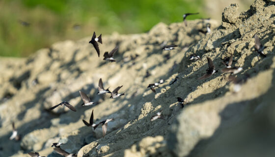 Uferschwalbe (Riparia riparia) &ndash; Helsighausen