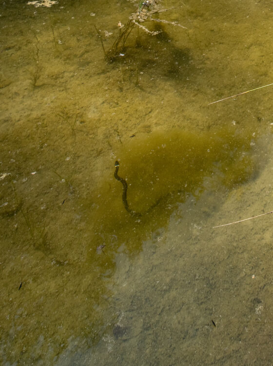 Ringelnatter (Natrix natrix) &ndash; Saal