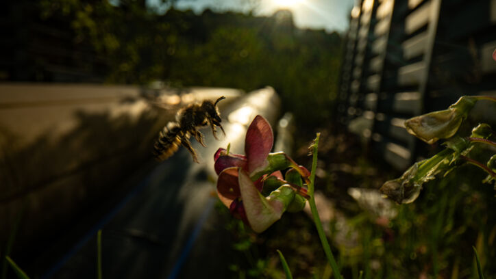 Blattschneiderbiene (Megachile sp.) - Altegg Blattschneiderbiene (Megachile sp.) - Altegg